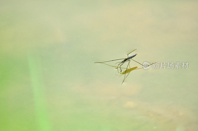 Gerris lacustris在Llobregat River -巴塞罗那